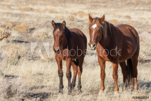 Picture of Wild horse Mare and Foal